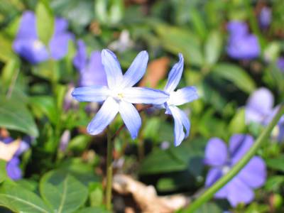 scilla nana